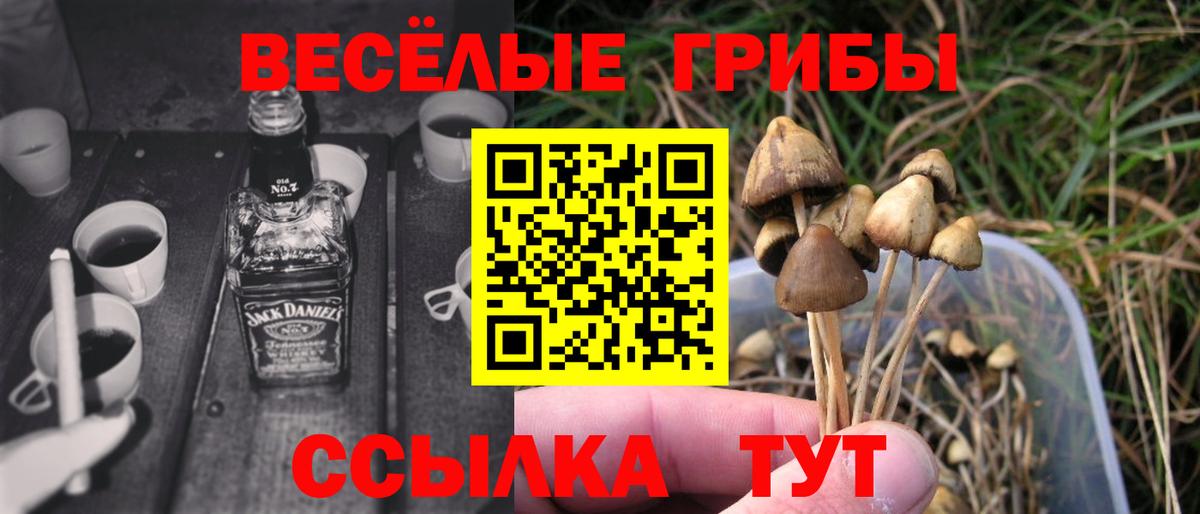 Галлюциногенные грибы Psilocybine cubensis Великие Луки